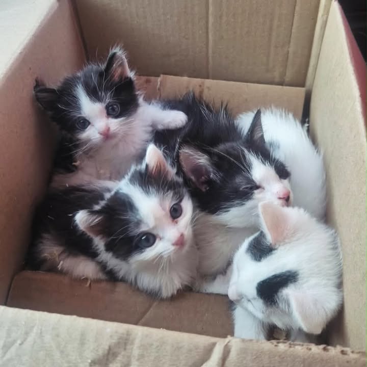 Gatitos disponibles para adopción responsable en Bogotá 