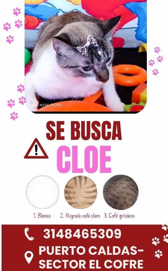 Se Busca Cloe Gato en Pereira 