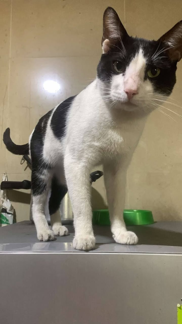 Adopta gatitos en Tuluá, Valle 