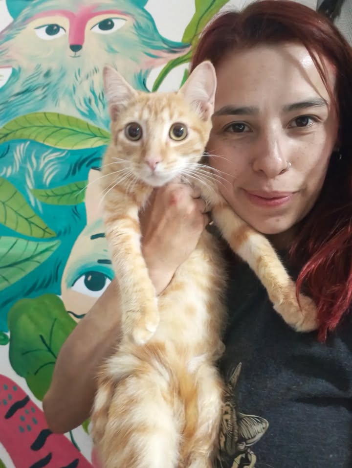 Gatos en adopción en Bogotá 