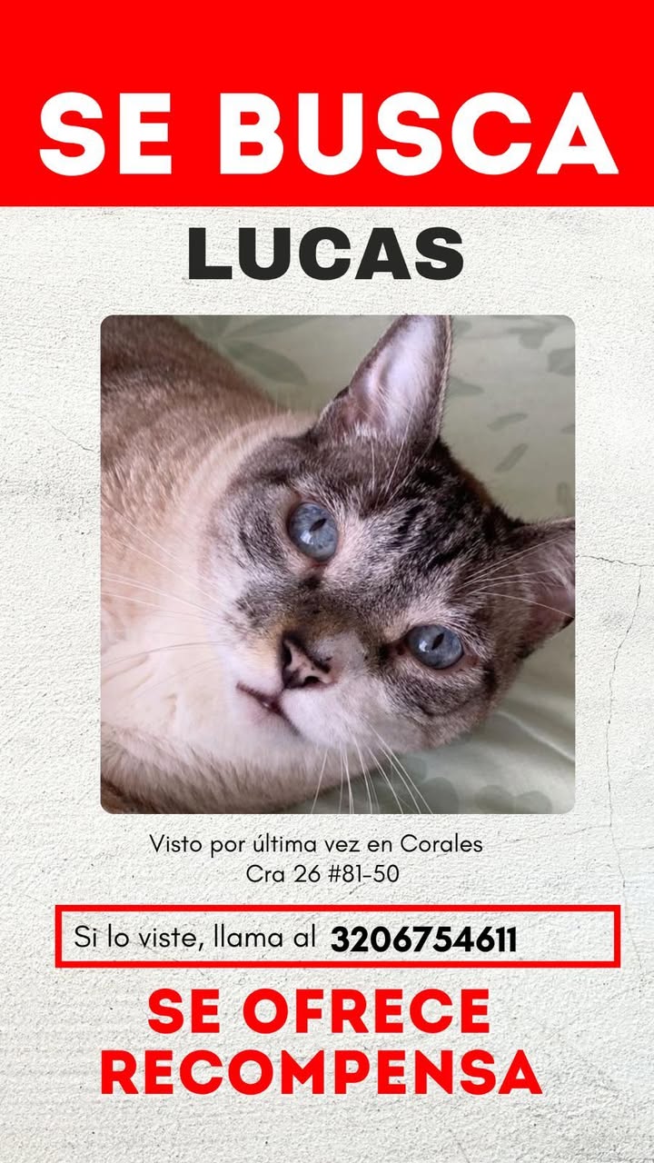 Gato Lucas perdido en Pereira, Risaralda 