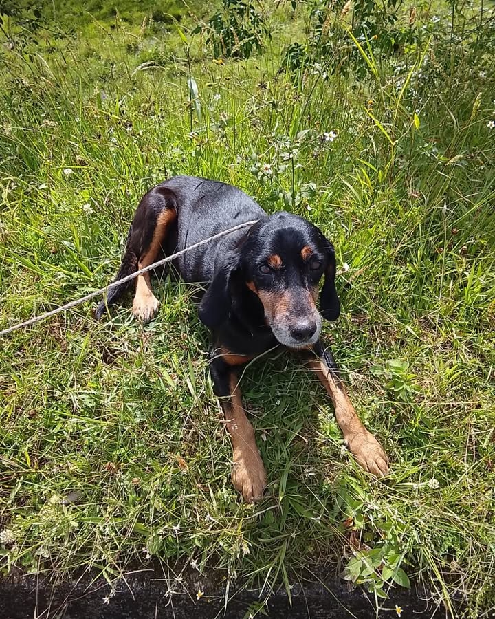 Perrito perdido en La Virginia, Risaralda 