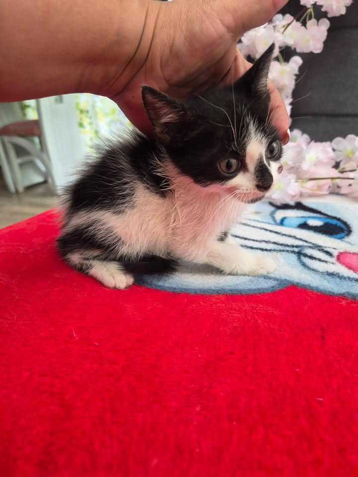 Adopción de gatos en Bogotá 