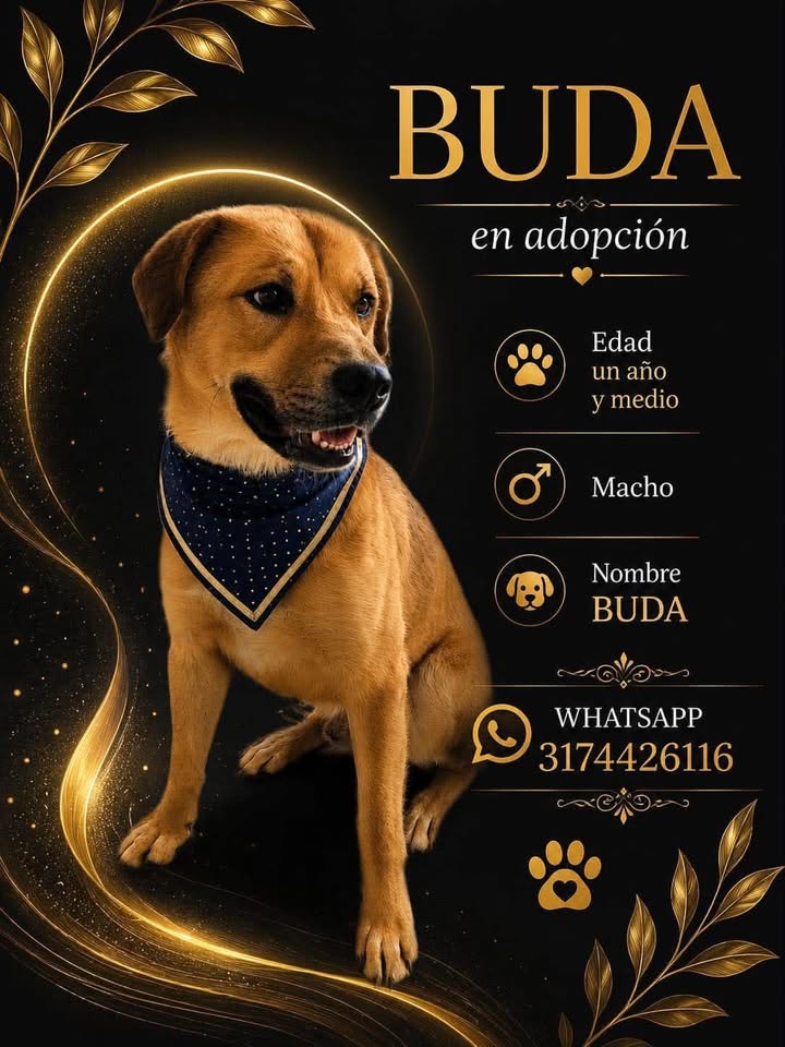 Perro en adopción en Pereira, Risaralda 