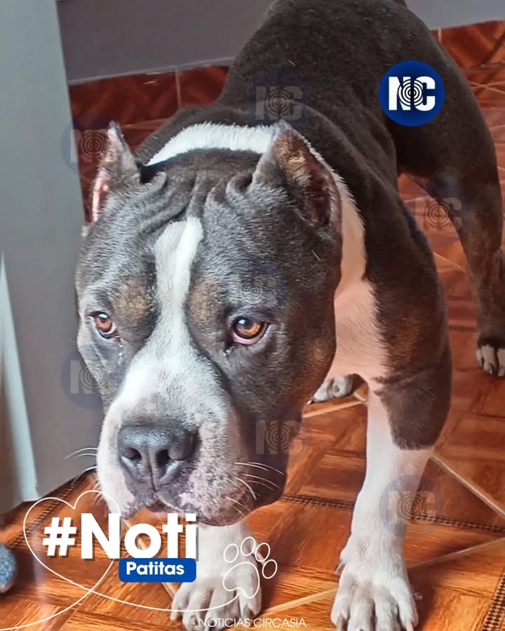 Perro noble de dos años en adopción en Circasia, Quindío 