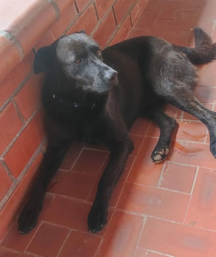 Perro perdido en Pereira 