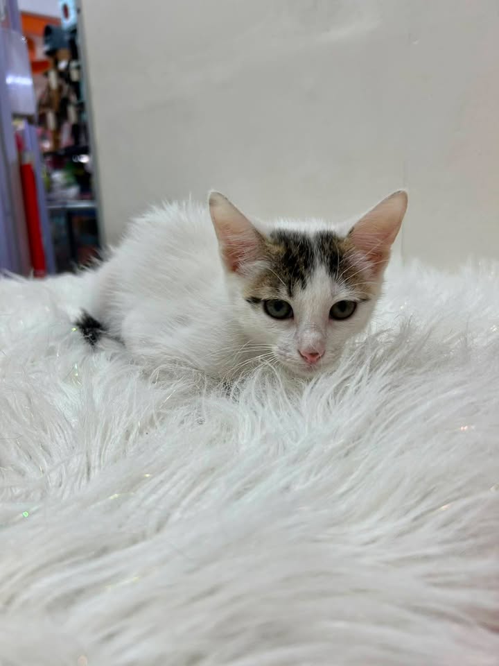 Gatitos en Adopción Responsable en Pereira 