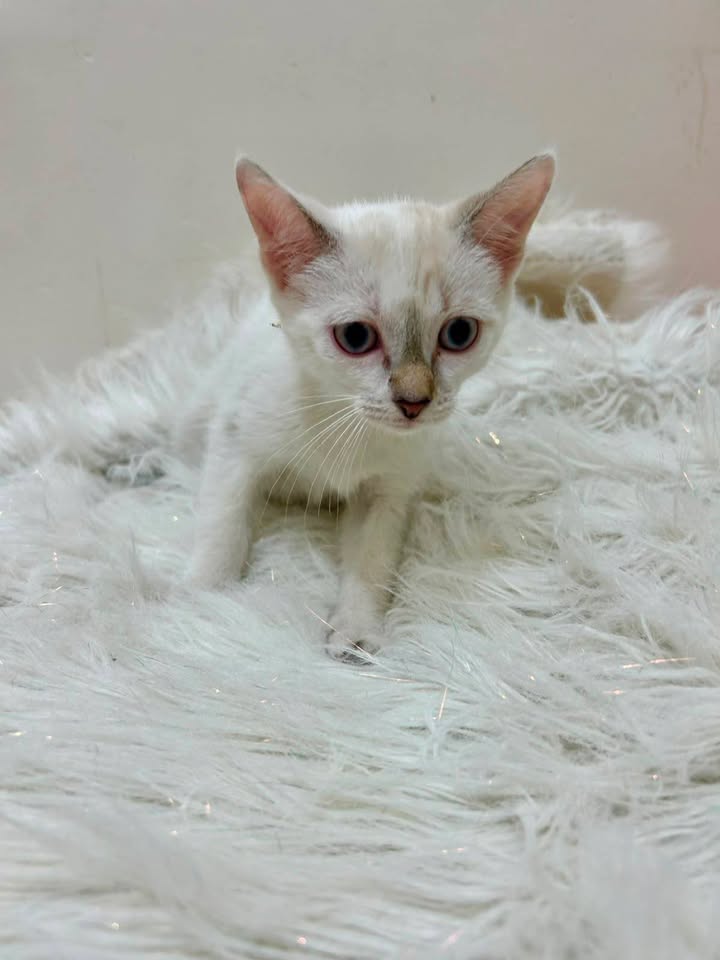 Gatitos en Adopción Responsable en Pereira 
