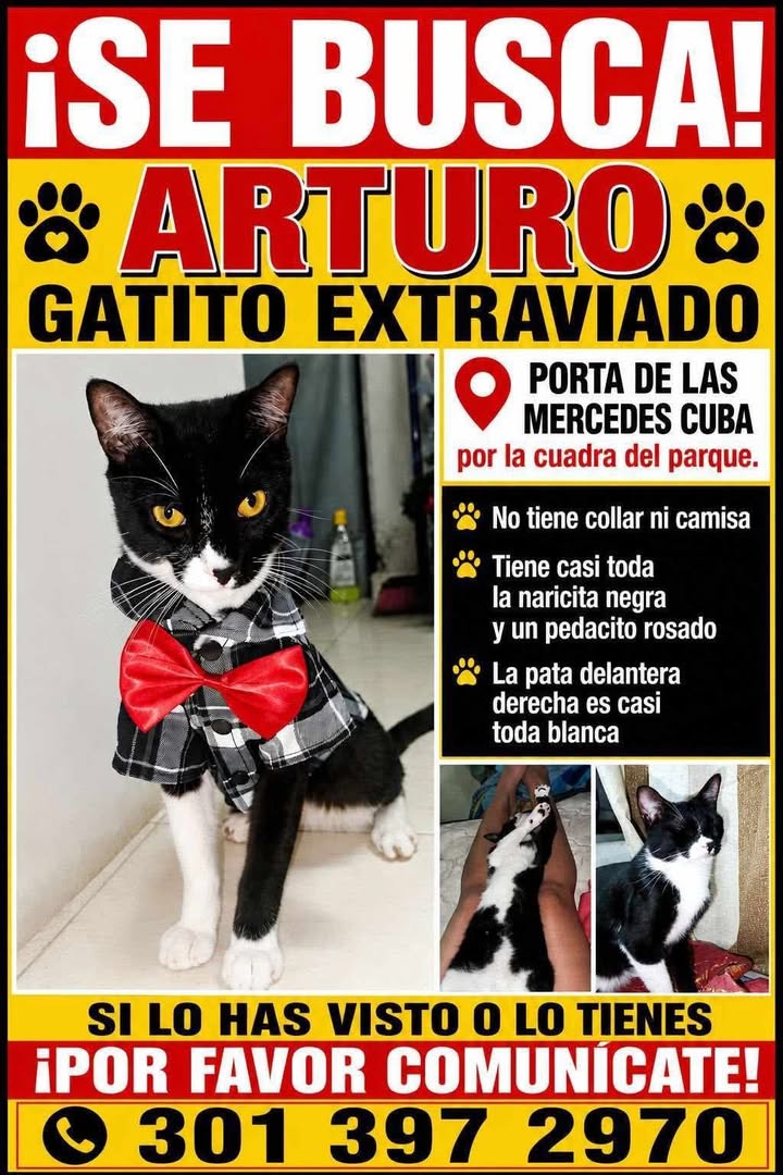 Gatito extraviado en Pereira 