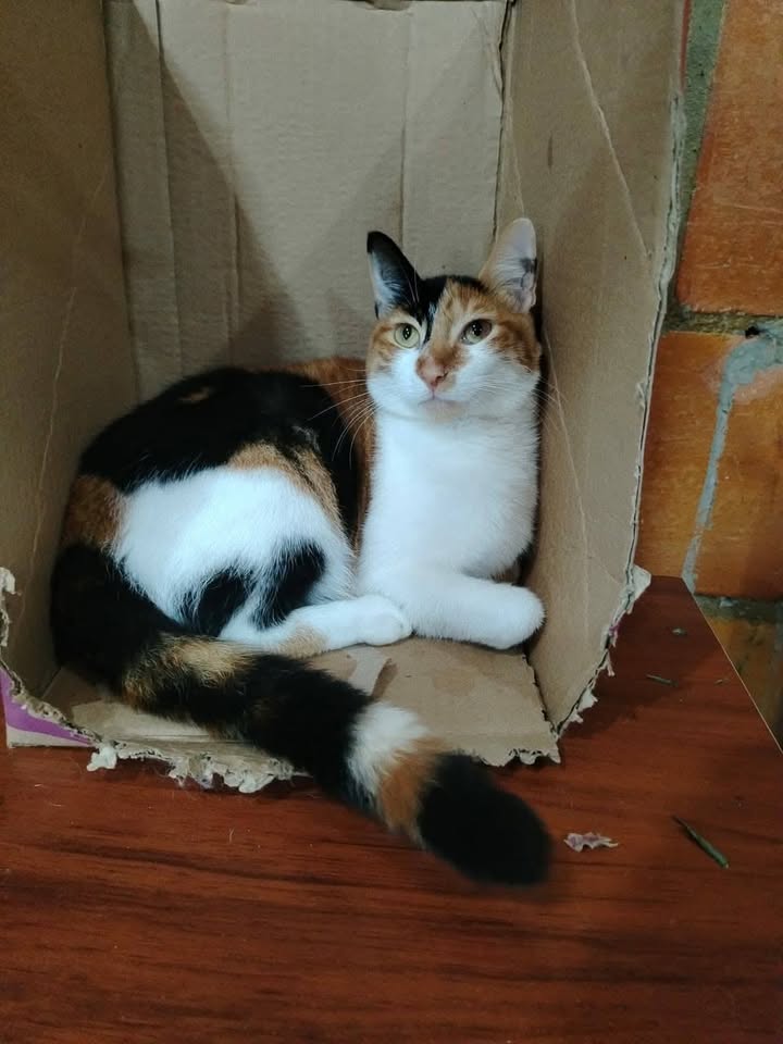 Gatitos en adopción responsable Pereira 