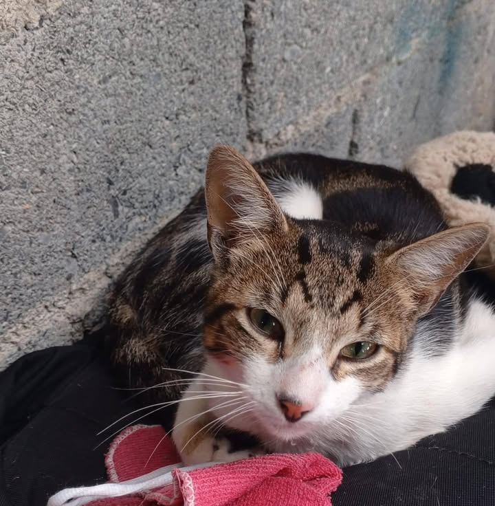 Gato hallado en Neira, Caldas 