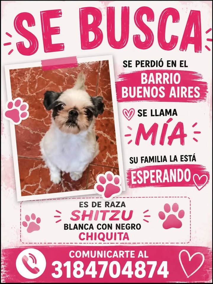 Perro Shih Tzu blanco con negro perdido en Pereira 