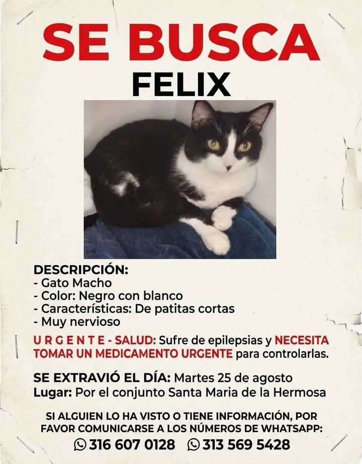Gato Macho Negro con Blanco Busca Urgente Medicamento - Pereira 