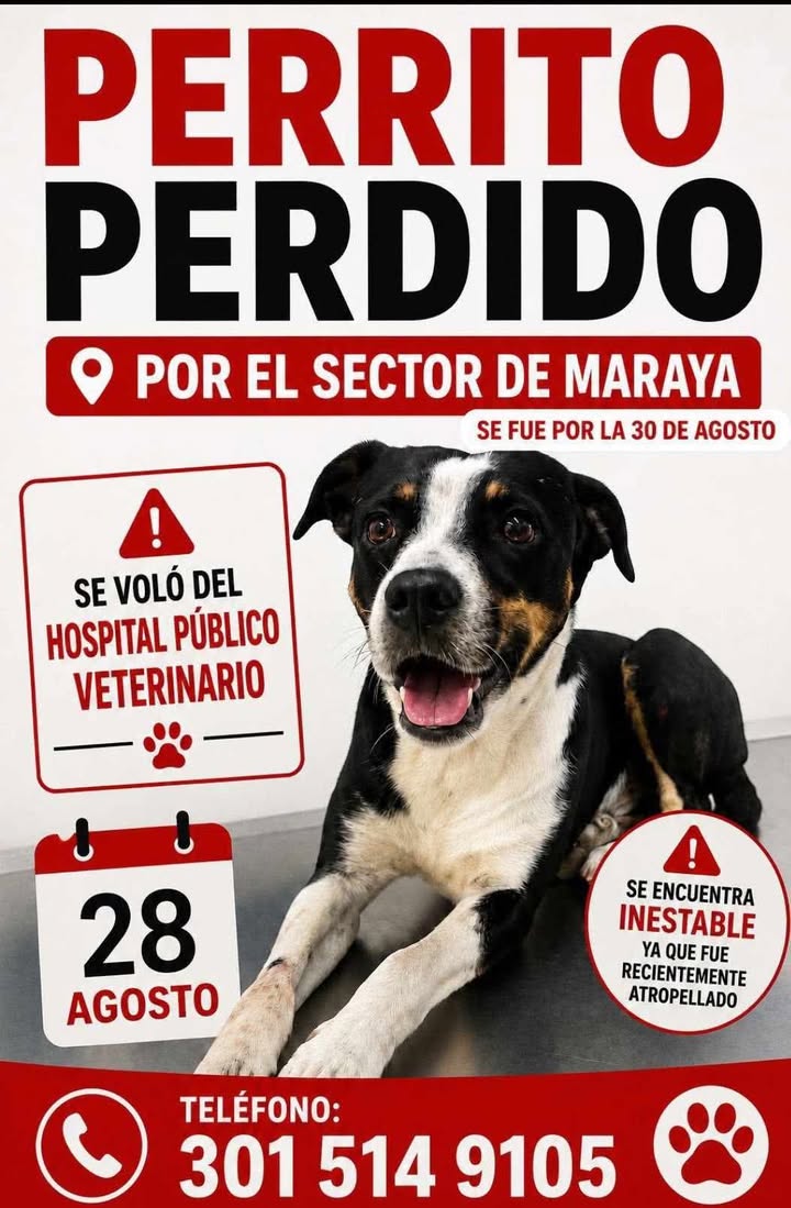 Perrito perdido en el sector de Maraya, Pereira 