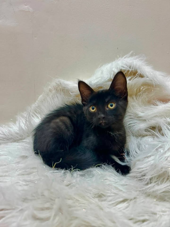 Gatitos en Adopción Responsable en Pereira 