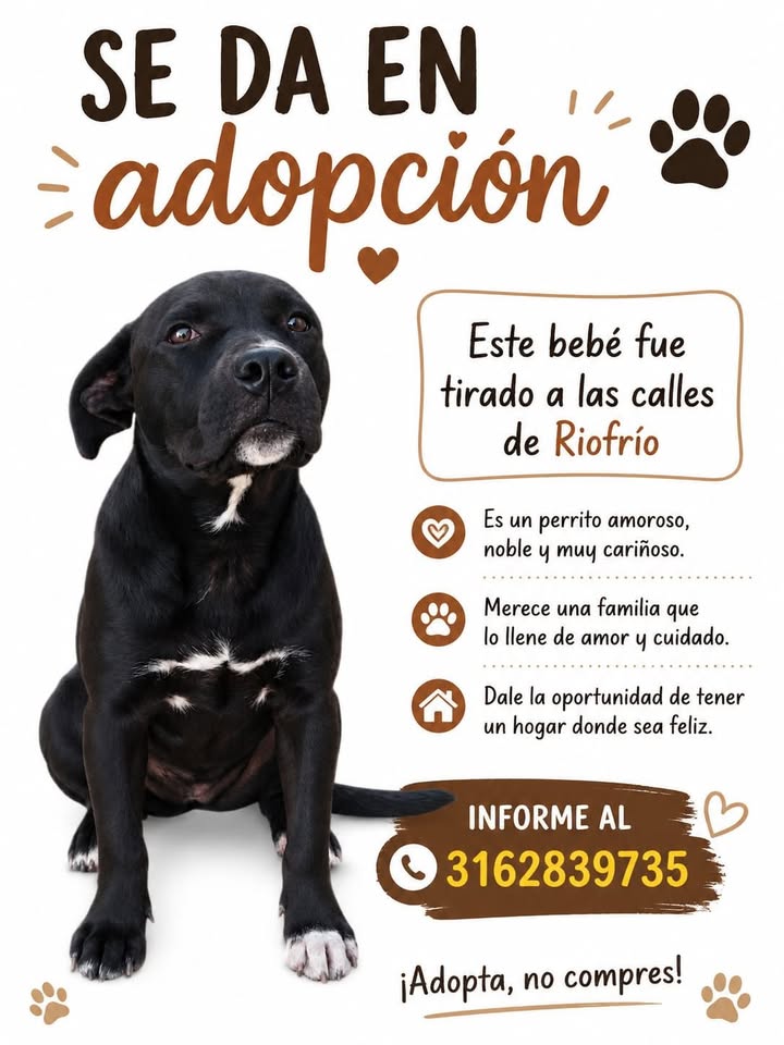 Perrito en adopción en Riofrío, Valle del Cauca 