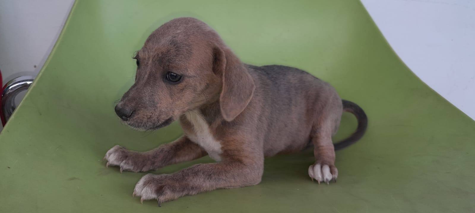 Cachorritos disponibles para adopción responsable 