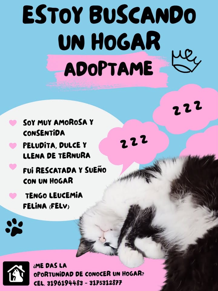 Adopción de Gata con Leucemia Felina en Pereira 