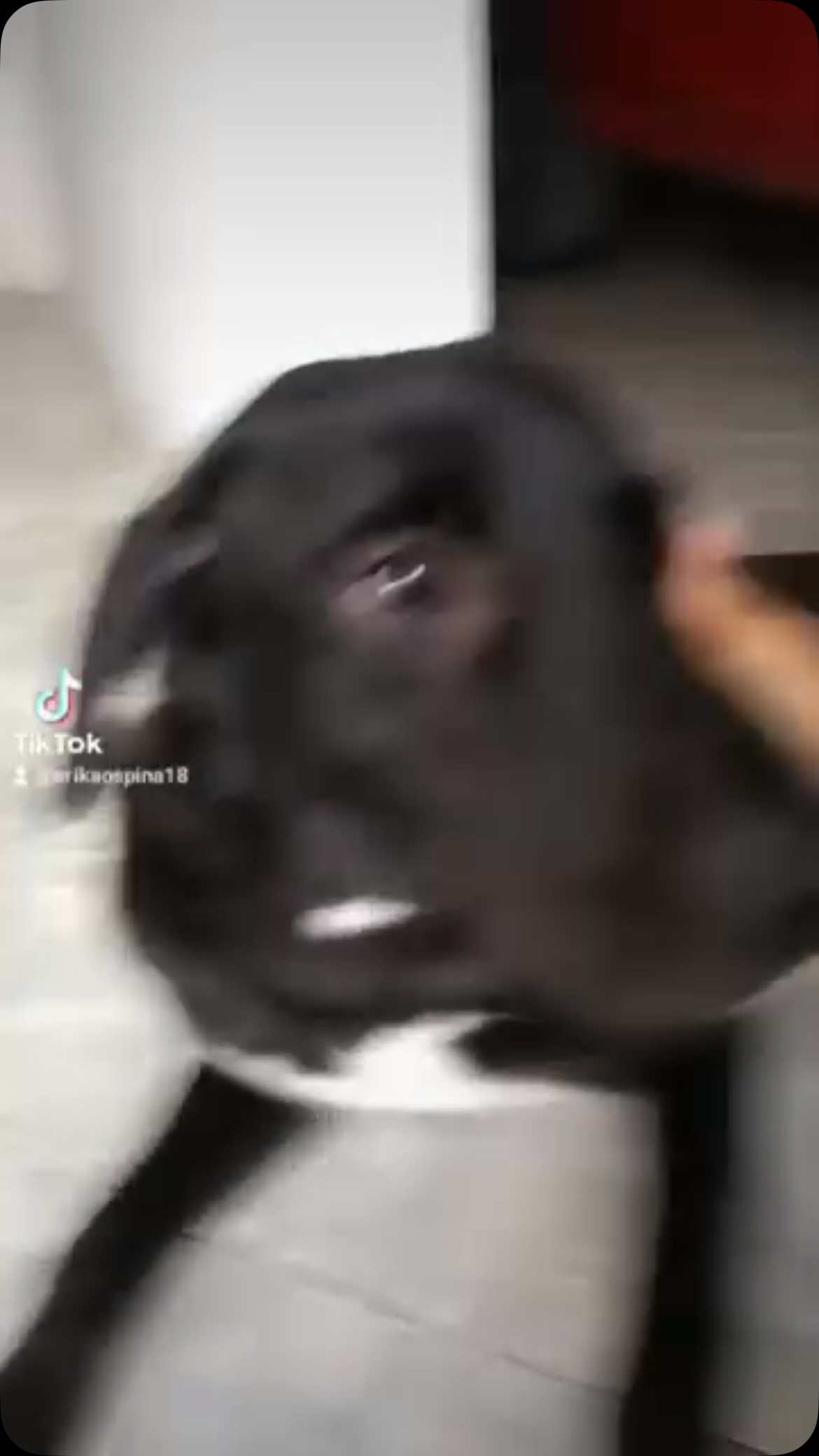 Perro de 8 años busca hogar urgente en Pereira 