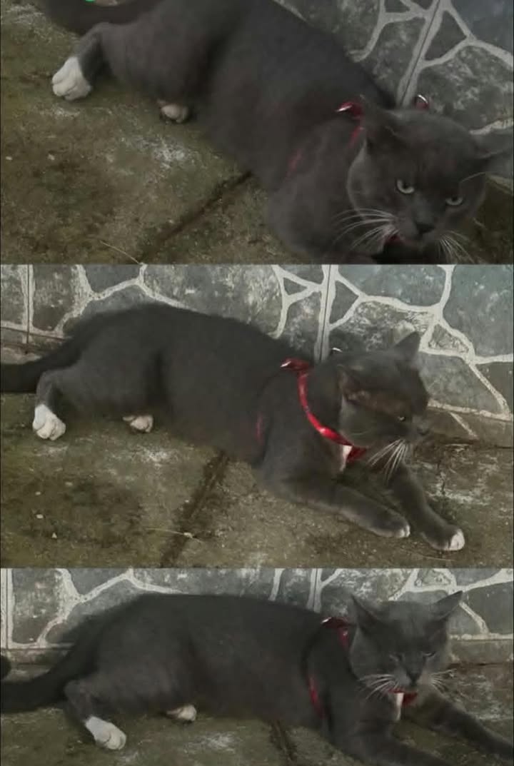 Gato perdido en el barrio Guabal, Cali 