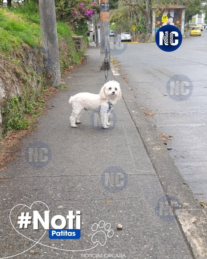 Perrito perdido en Circasia, Quindío 