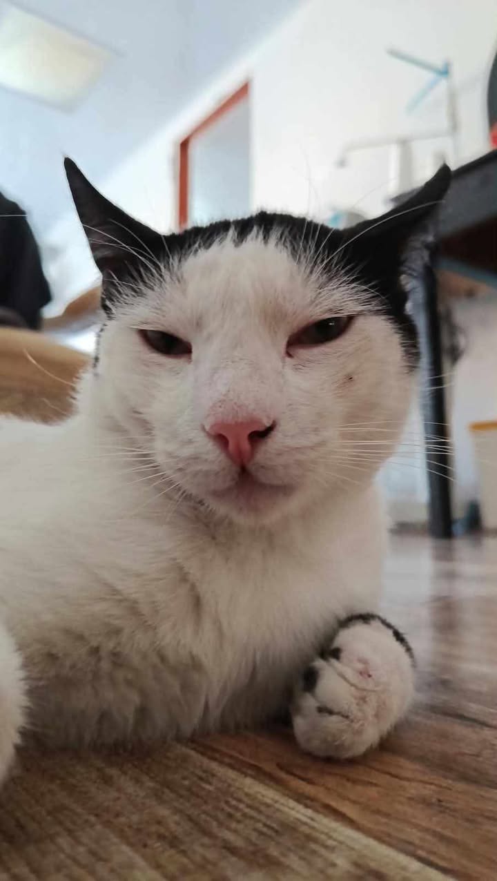 Gato perdido en barrio Boston, Pereira 
