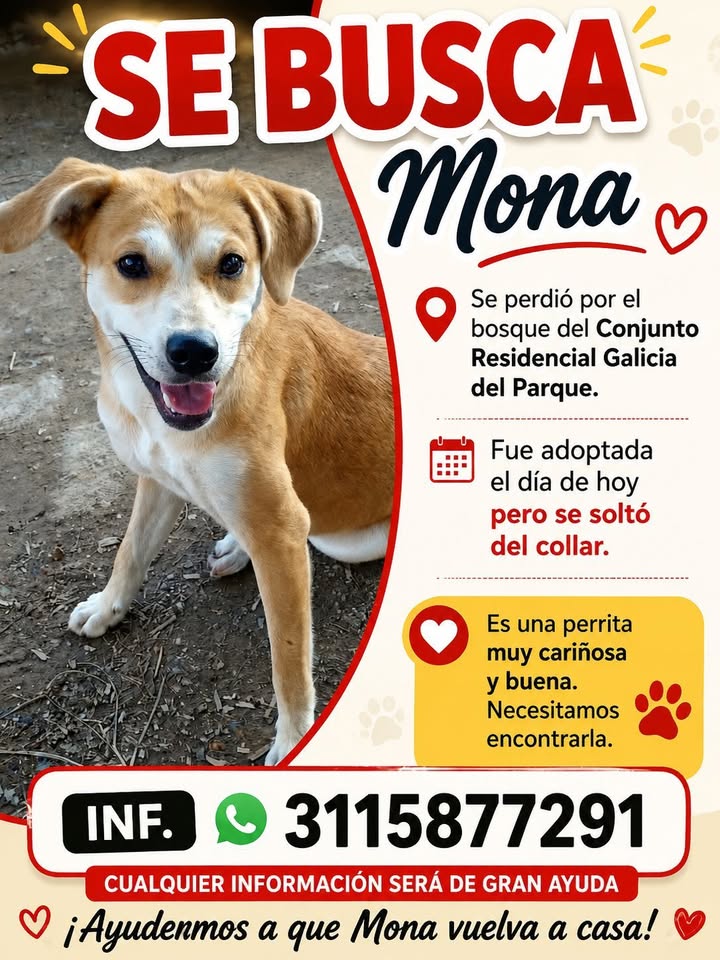 Mona: perrita perdida en Conjunto Residencial Galicia del Parque, Pereira 