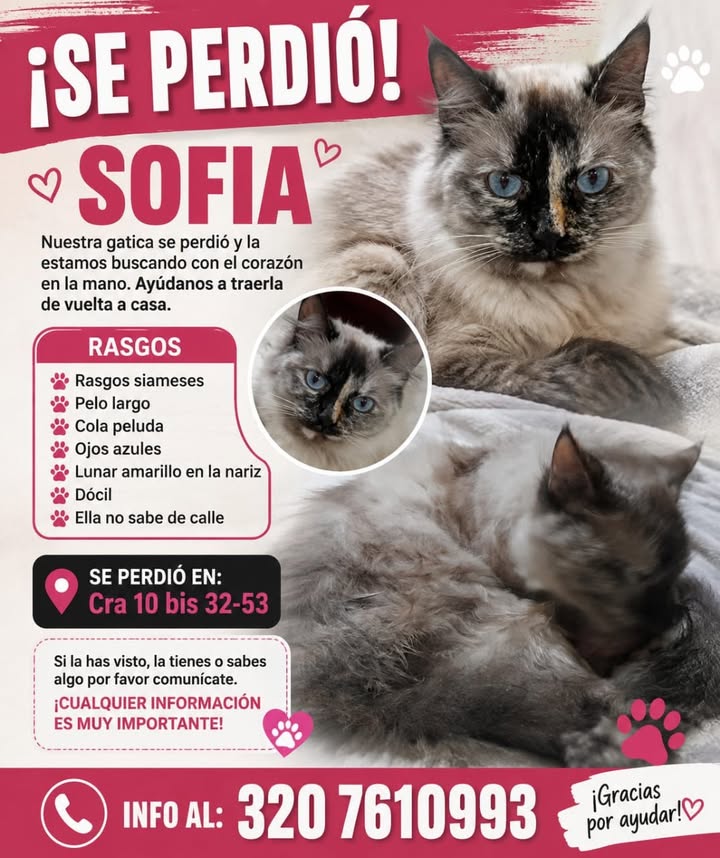 Gata perdida en Pereira - Se busca a Sofia 