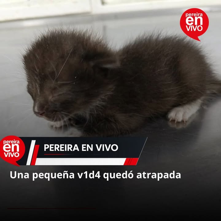 Gatito rescatado en Pereira 