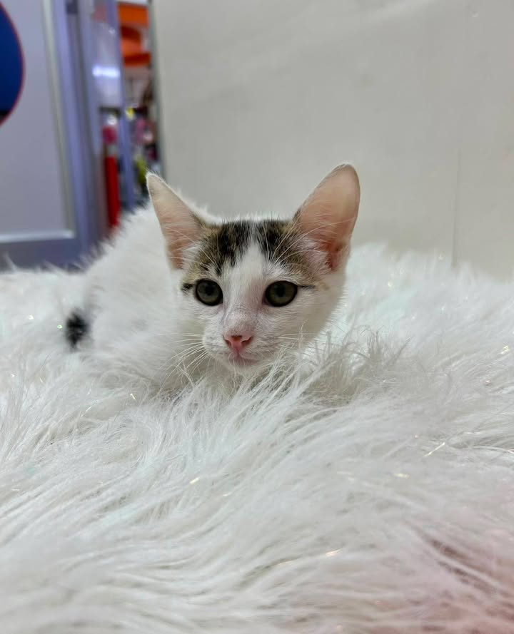 Gatitos en Adopción Responsable en Pereira 