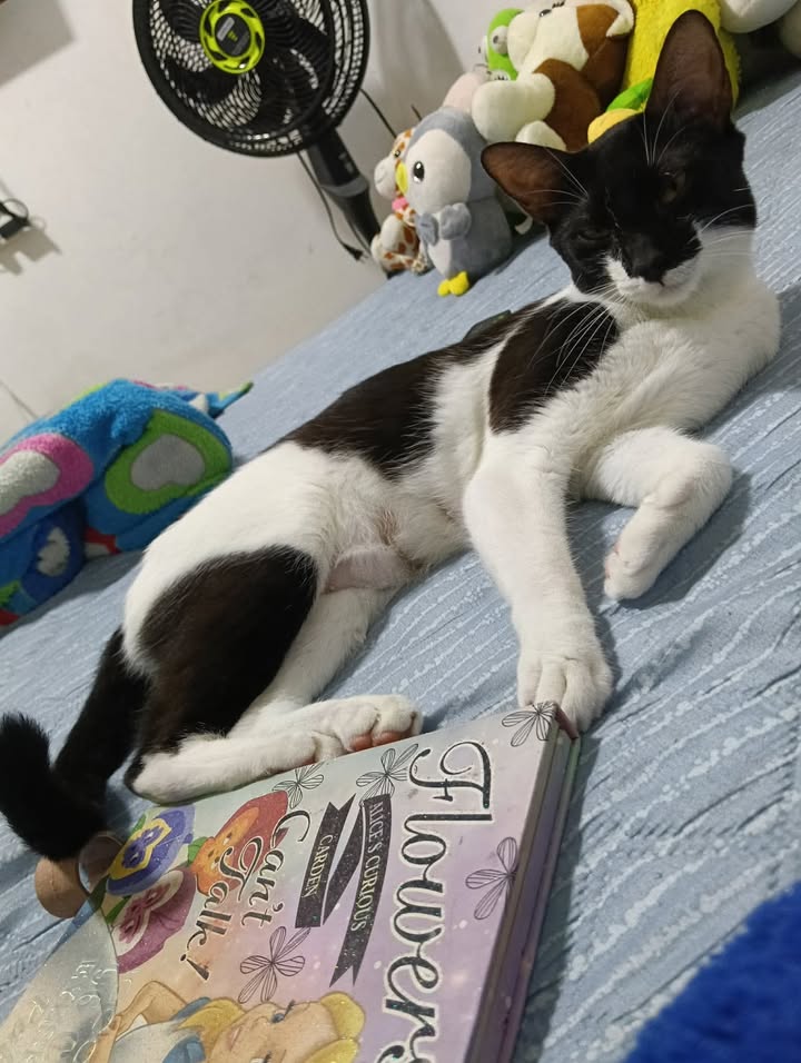 Adopción de Gatica en Pereira, Risaralda 