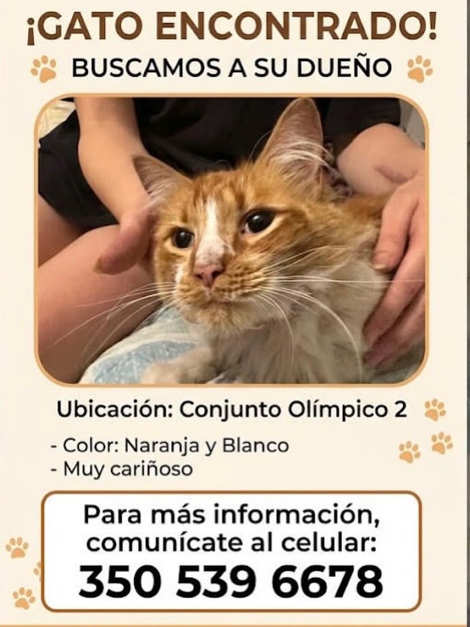 Gato encontrado en Pereira 