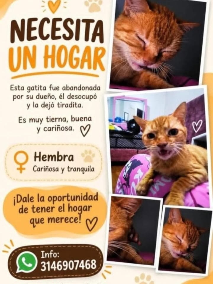Busca hogar gatita tierna, buena y cariñosa en Pereira 