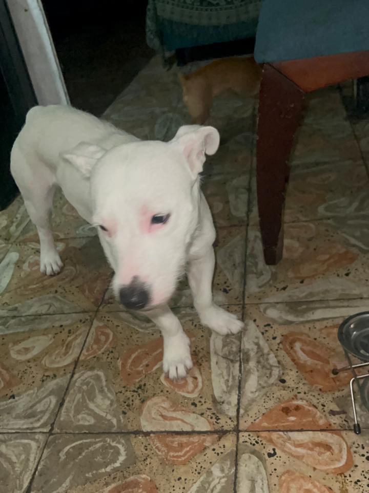 Perrito encontrado en el sector Atenas, Cuba, Pereira 