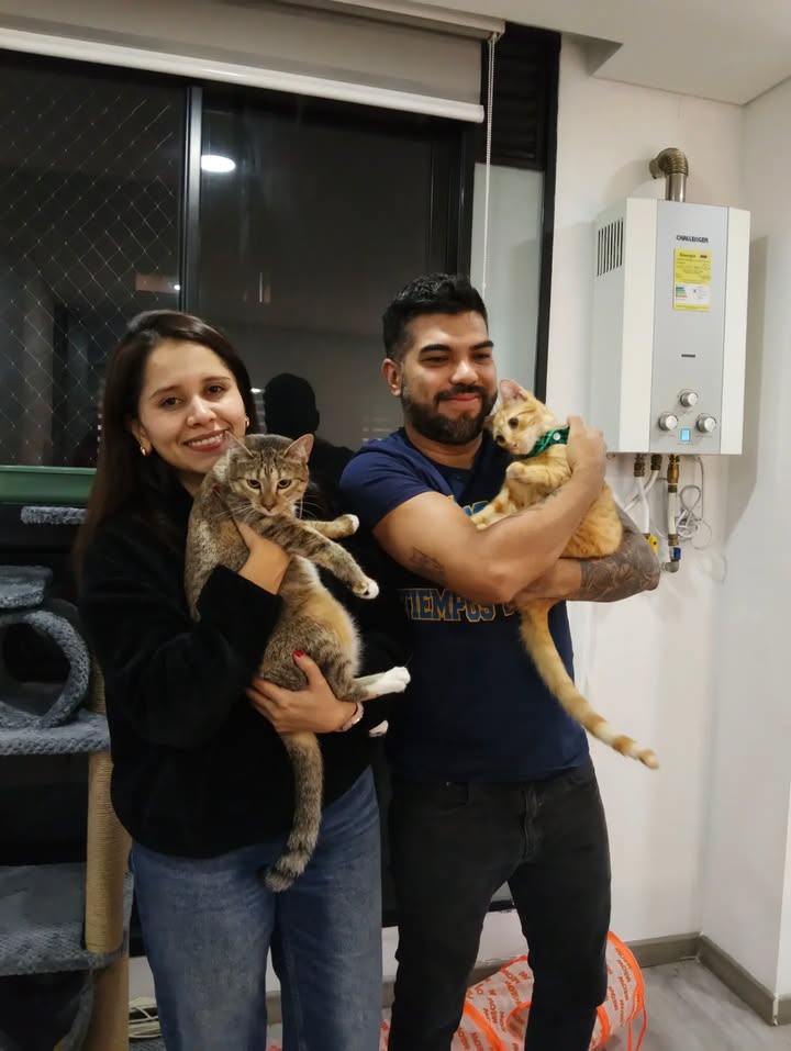 Gatos en adopción en Bogotá 