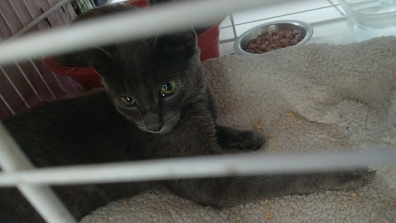 Gato en adopción en Pereira 