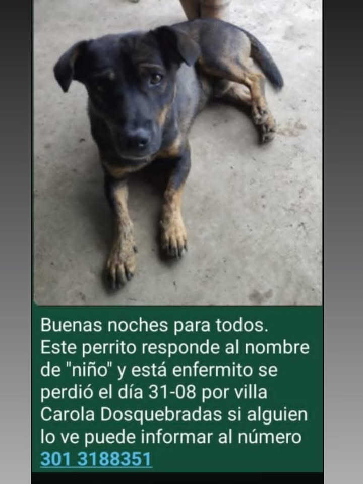 Perrito perdido en Pereira 