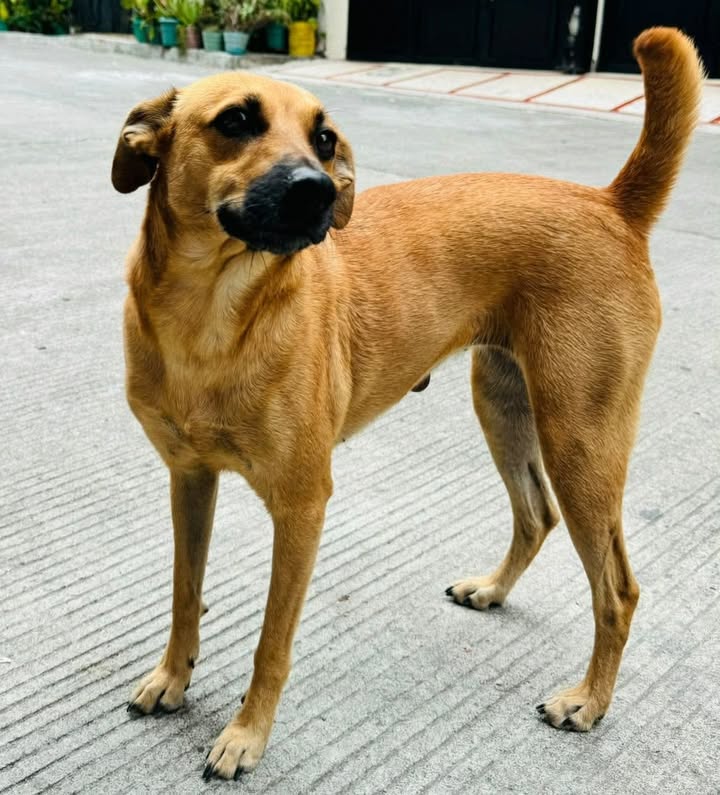 Adopta una perrita en Pereira, Risaralda 