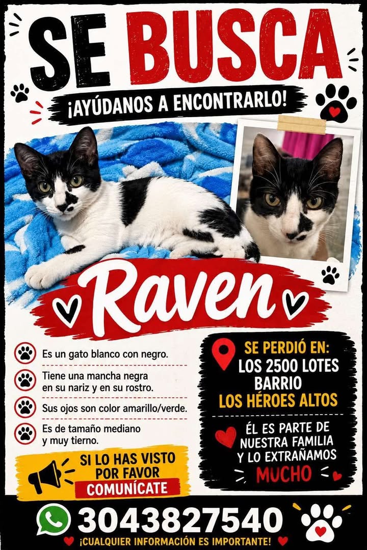 Gato perdido Raven en Pereira, Risaralda 
