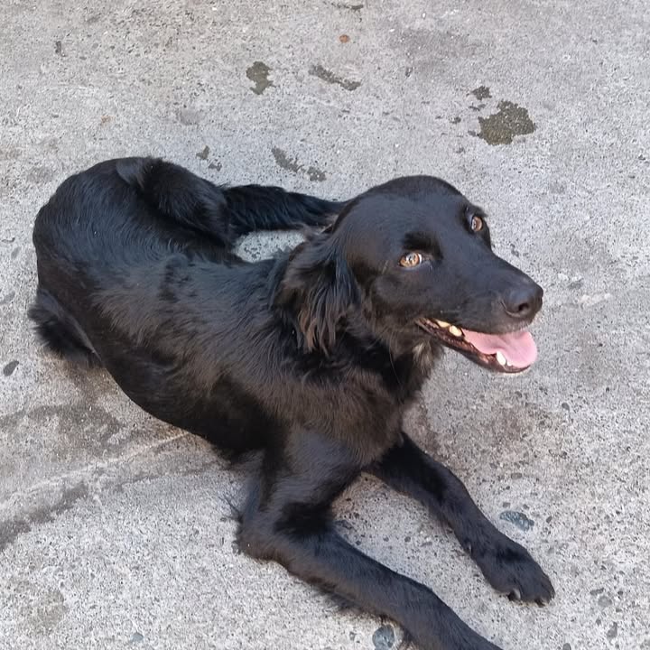 Perra busca hogar en Pereira, Risaralda 