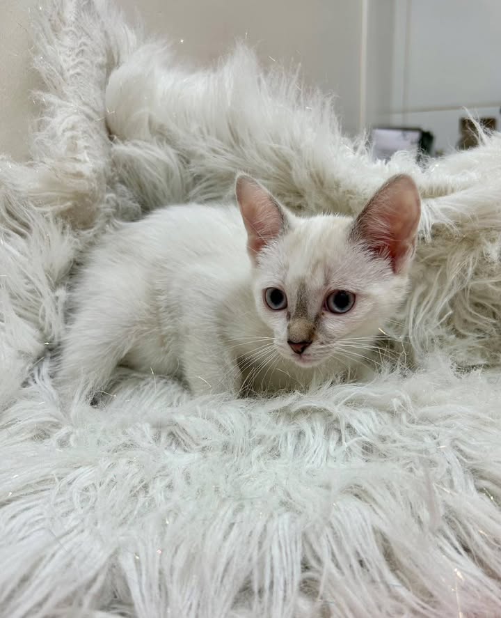 Gatitos en Adopción Responsable en Pereira 