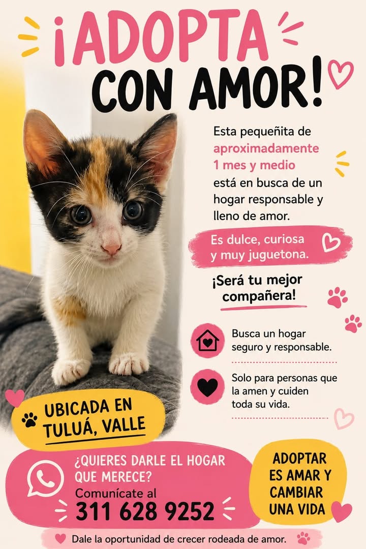 Gatita busca adopción en Tuluá, Valle 