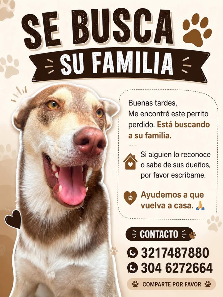 Se busca familia para perro encontrado en Pereira 
