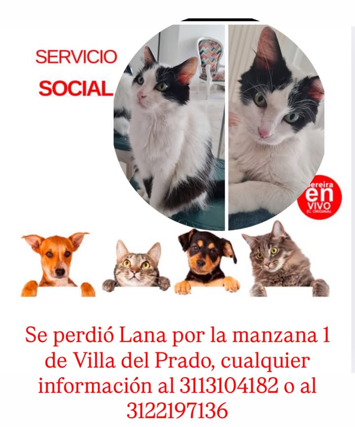 Perro perdido en Pereira 