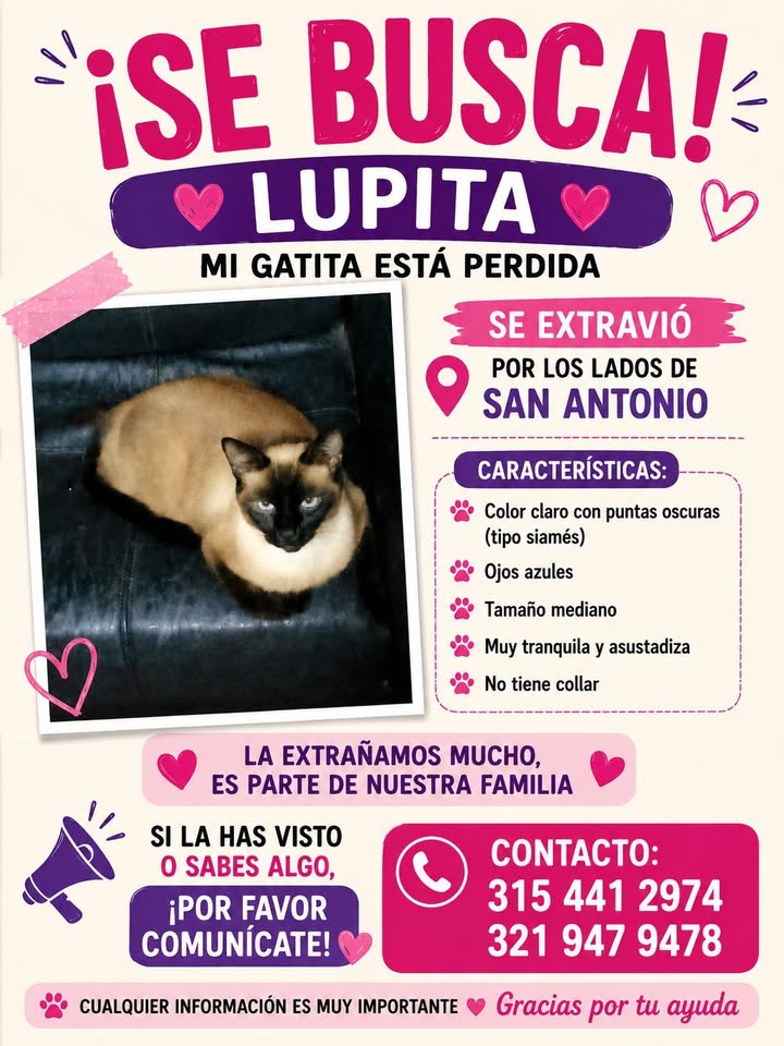 Gata perdida en Tuluá, Valle: ¡Lupita necesita ayuda! 
