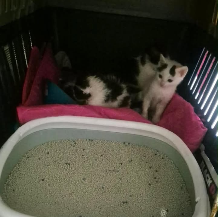 Gatitos disponibles para adopción responsable en Bogotá 