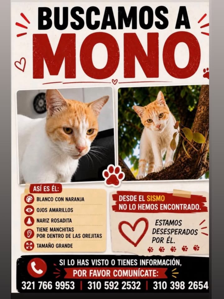 Buscamos a Mono gato perdido en Pereira 