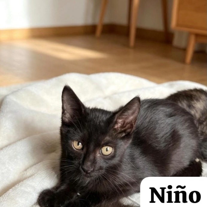 Niño Negro Busca Hogar en Pereira 