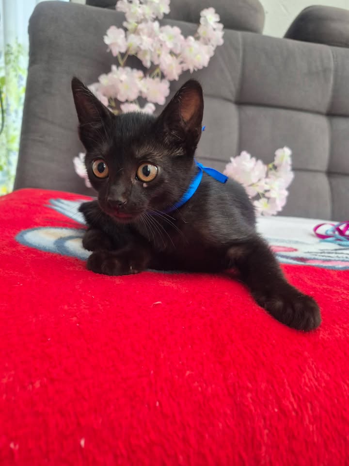 Adopción de gatos en Bogotá 