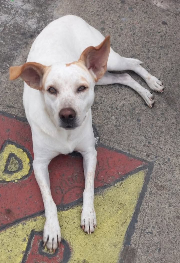 Adopción de perrita en Pereira, Risaralda 